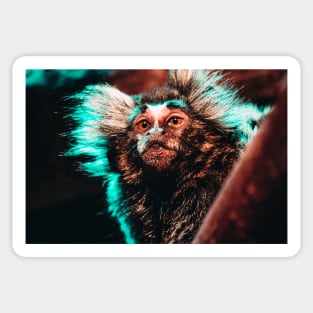 Mischievous Marmoset Monkey Photograph Sticker